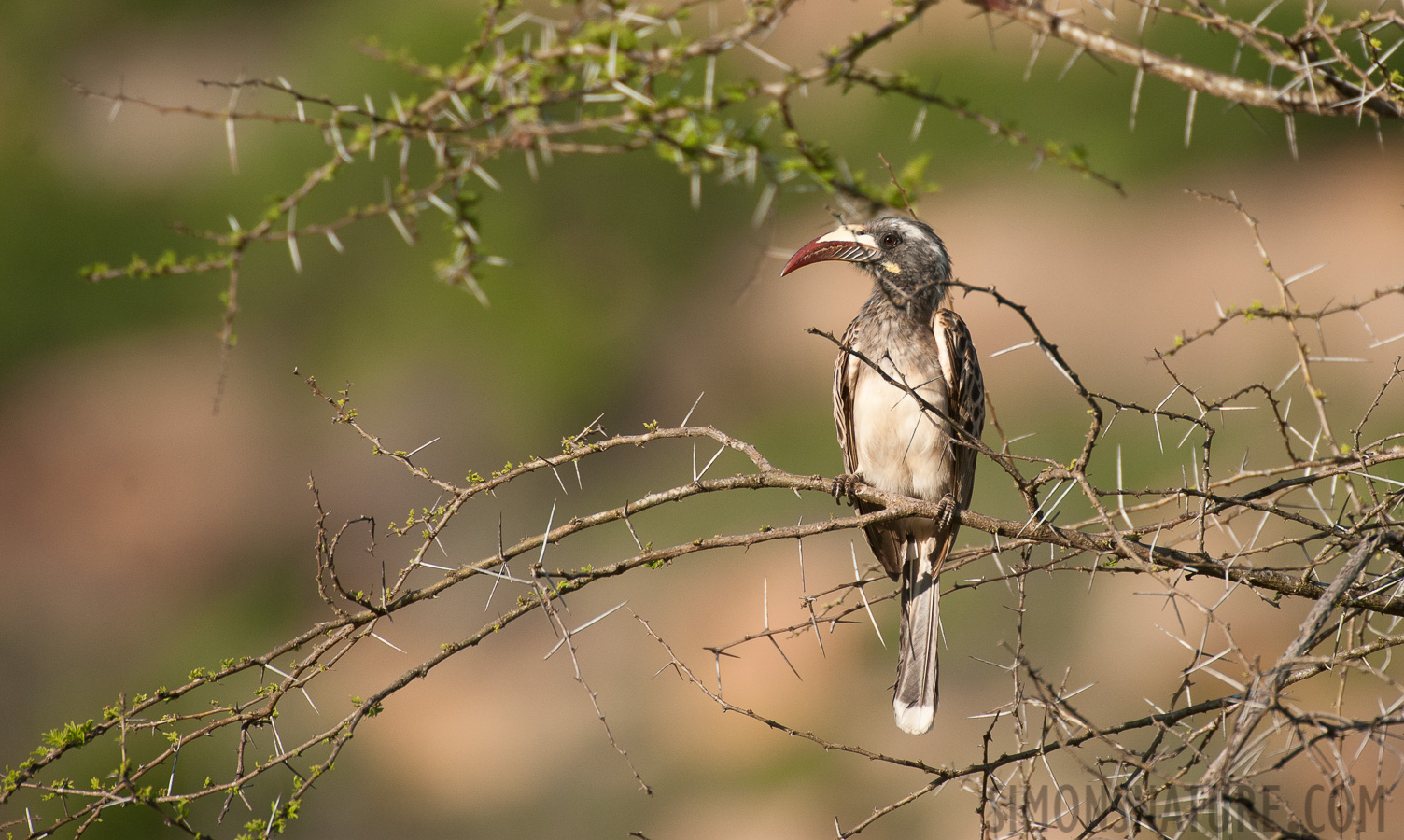 Lophoceros nasutus nasutus [550 mm, 1/2500 Sek. bei f / 6.3, ISO 1000]